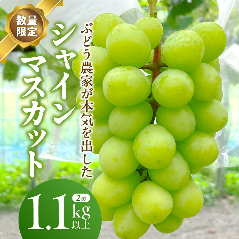 【ふるさと納税】【数量限定】 シャインマスカット 2房 1.1kg以上 ・E027 マスカット 甘さを追求 種無し 渋み無し 酸味無し 皮ごと食べられる 果物 フルーツ スイーツ デザート おやつ 旬の果物 旬のフルーツ 旬 農産物 国産 西尾市産 国内産 冷蔵 愛知県 西尾市 送料無料