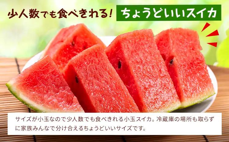 【先行予約】小玉スイカ 2玉 約3㎏ 日本フルーツ株式会社 《4月中旬-7月下旬頃出荷》 こだますいか 西瓜 すいか フルーツ 果物 くだもの 旬 熊本県 菊池市 熊本県産 くまもと