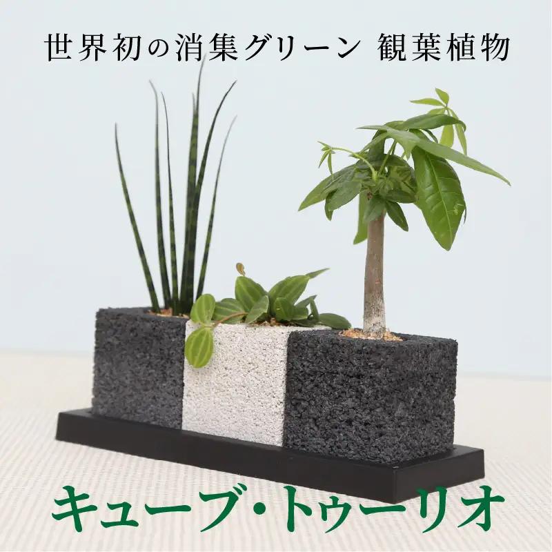 S060-001A_キューブ・トゥーリオ　世界初の消臭グリーン 観葉植物 / パキラ ペペロミア アングラータ サンスベリア ファーンウッド ミカド