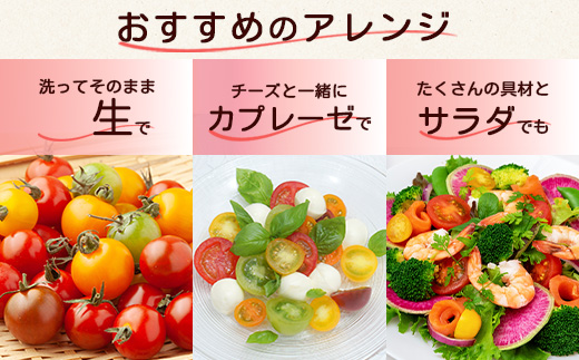 【4回定期便】【先行受付】2027年1月より順次発送 カラフルミニトマト6種1kg 農家直送 人気 佐賀県鹿島市 たにぐちファーム Ricotomato～とりこになるトマト～ F-25