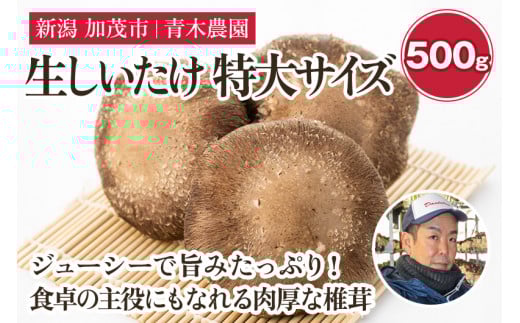 【2025年先行予約】生しいたけ 特大サイズ 約500g（5〜7個）《11月上旬から順次出荷》 品評会で金賞受賞！ きのこ しいたけ 椎茸 特大 食べ応えあるビッグサイズ 肉厚で旨味たっぷり！ 加茂市 青木農園