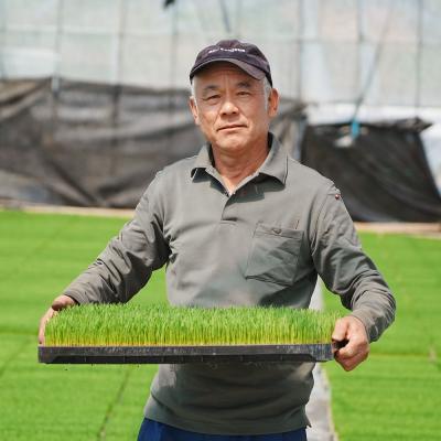 ふるさと納税 大石田町 【9月中旬~下旬発送】新米 ひとめぼれ 玄米 30kg 令和8年産 山形県産 |  | 01