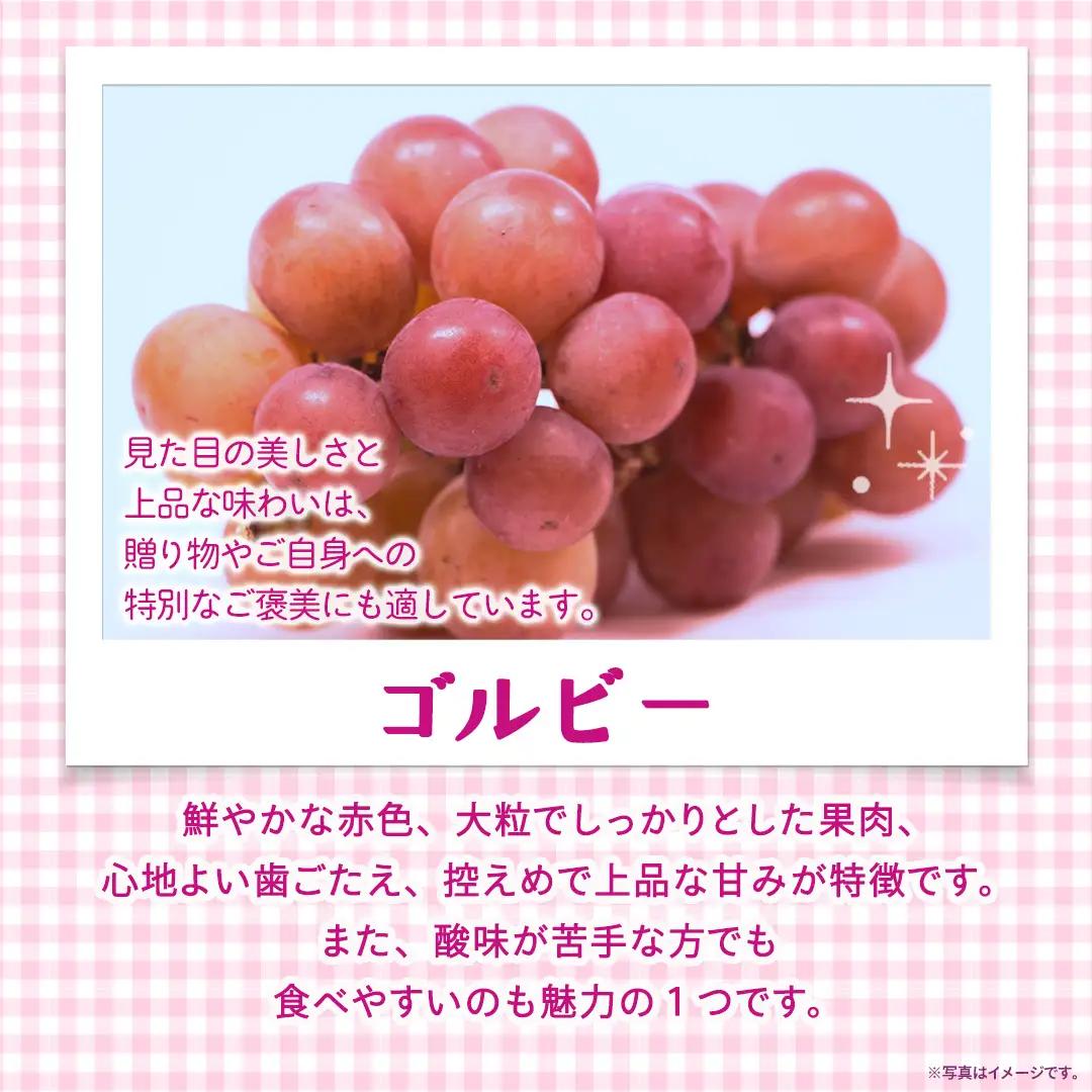 ゴルビー 約5kg(約8～12房)【2026年9月より発送開始】（茨城県共通返礼品 [ぶどう]：結城市産） │ ぶどう 赤ぶどう 高級 希少品種 大粒 甘い 果物 フルーツ 旬