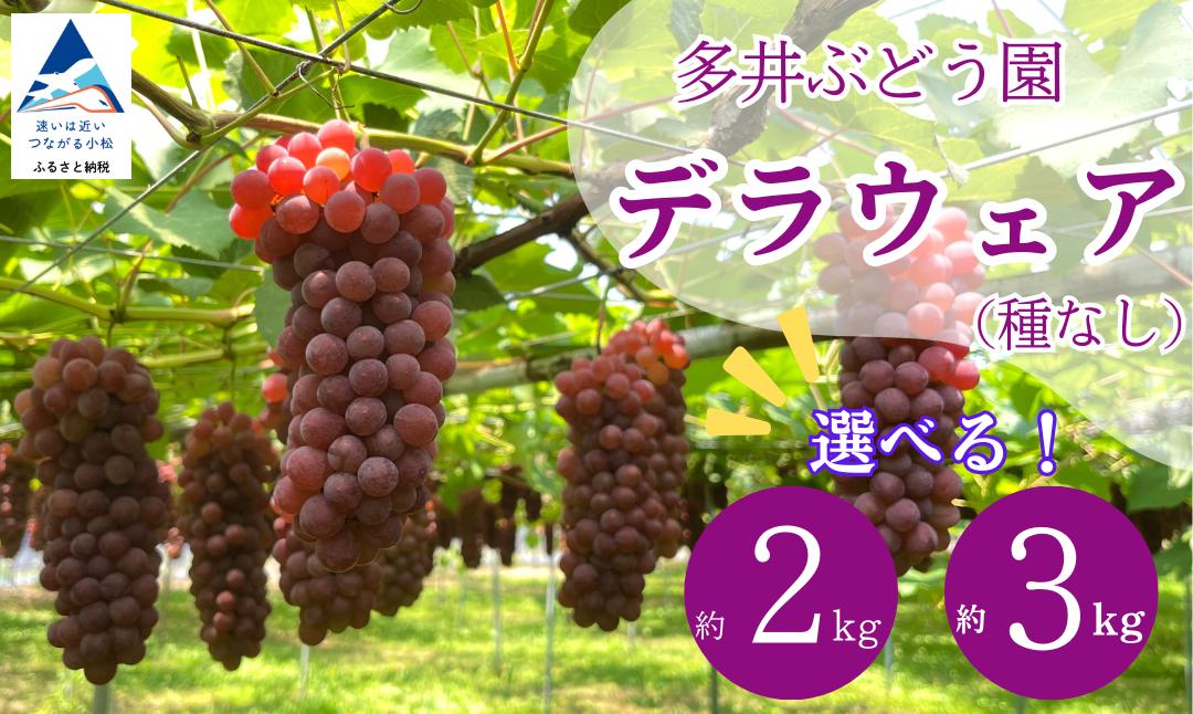 
            ぶどう デラウェア  （選べる 2kg 7房～8房/3kg10房～11房） 果物 ぶどう 葡萄 ふるさと納税 フルーツ 【多井ぶどう園】
          