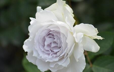 【先行受付】バラ鉢苗 ガブリエル １鉢【2026年4月下旬より発送】河本バラ園