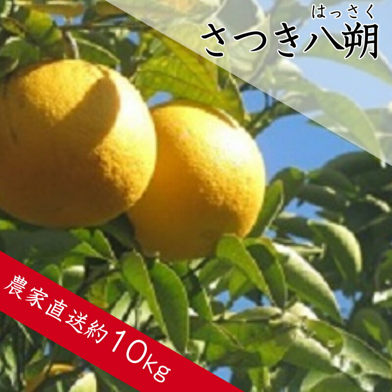 【ふるさと納税】さつき八朔（はっさく） 柑橘 酸味 甘み バランス フルーツ 果物 くだもの みかん 人気 おすすめ 送料無料 国産 和歌山 有田市（A141-1）