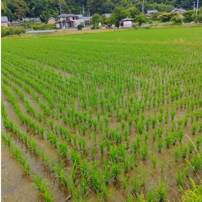 ふるさと納税 岐阜市 岐阜の米ハツシモ白米計5kg　真空パック2.5kg×2パック |  | 02