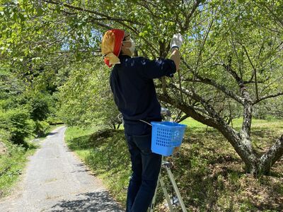 岐阜県産【梅干し】不揃い(天日干し・減塩・無添加)【配送不可地域：離島】【1307101】