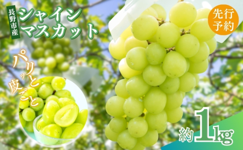 2026年産先行予約ぶどう 先行予約 長野市産 シャインマスカット 約1kg  葡萄 ブドウ フルーツ 果物 シャイン マスカット デザート おやつ 信州 オンライン決済限定