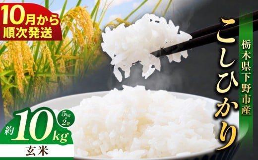 【先行予約】【2026年10月以降発送】下野市産 コシヒカリ 10kg 玄米 | お米 こめ コメ こしひかり ｺｼﾋｶﾘ 新米 栃木米 令和8年度米 令和8年 2026年度 ブランド米 栃木県 特産品 送料無料 栃木県 下野市