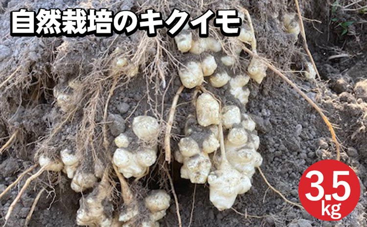 
                  【先行予約】自然栽培のキクイモ 3.5kg 京都 亀岡産 かたもとオーガニックファームよりお届け《菊芋 野菜 産地直送 国産 芋》※2027年1月～発送
                