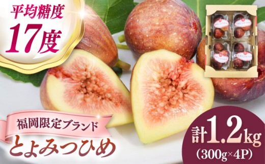 【先行受付】いちじく とよみつひめ 秀品 1.2kg （300g×4パック） ▼フルーツ先行予約 イチジク 無花果 フルーツ 果物 旬 イチジク いちじく 秀品 福岡ブランド 桂川町/福岡嘉穂農業協同組合[ADAY001] 10000円 以上 1万円 以上
