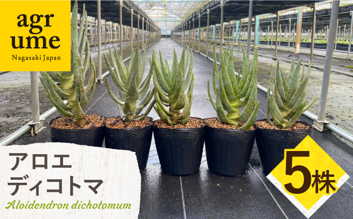 
            アロエ ディコトマ 5株 Aloidendron dichotomum（Aloe dichotoma）長与町/アグリューム [EAI192]
          