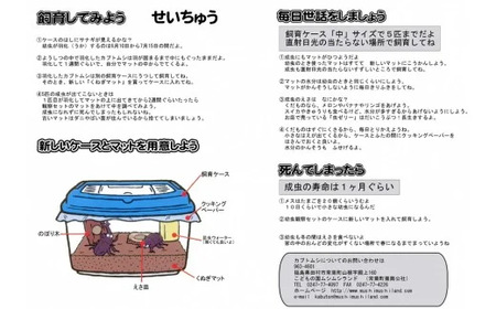 【先行予約】 カブトムシ 幼虫観察セット 2026年5月発送 福島県 田村市