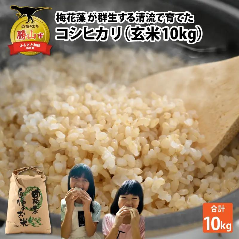 コシヒカリ 新米 玄米 10kg コシヒカリ