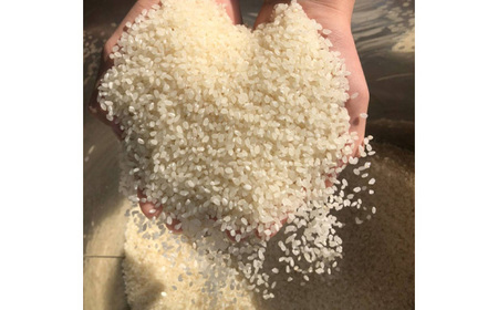 No.387 白米　コシヒカリ3kg【令和5年産】