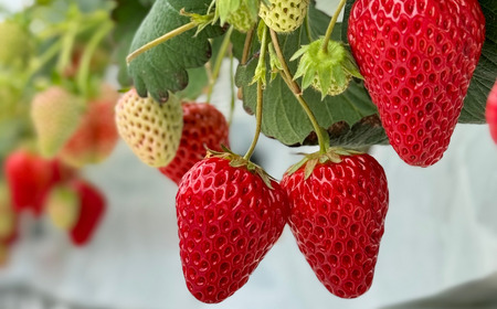 wafu いちごミード（蜂蜜のお酒） A-MR-A03A