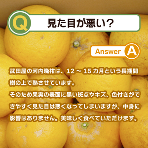 訳あり みかん職人の河内晩柑  5kg (なくなり次第終了) 河内晩柑 果物 柑橘 みかん 愛南ゴールド 蜜柑 グレープフルーツ ゼリー ジュース アイス 果物 フルーツ 健康 美容 ビタミン クエン