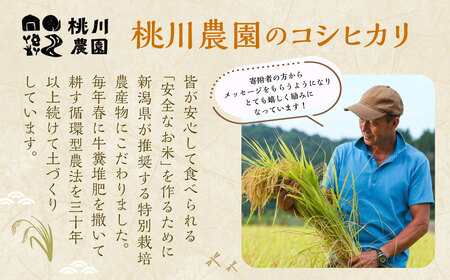 【令和7年産米】【精米即日発送】 新潟県村上市桃川産 特別栽培 コシヒカリ 10kg　AB4038 