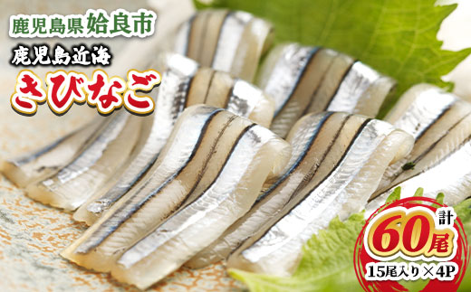 キビナゴ 鹿児島県産 冷凍 お刺身 (15尾入り×4P) 小分け 海鮮 丼 晩酌 (a1041)