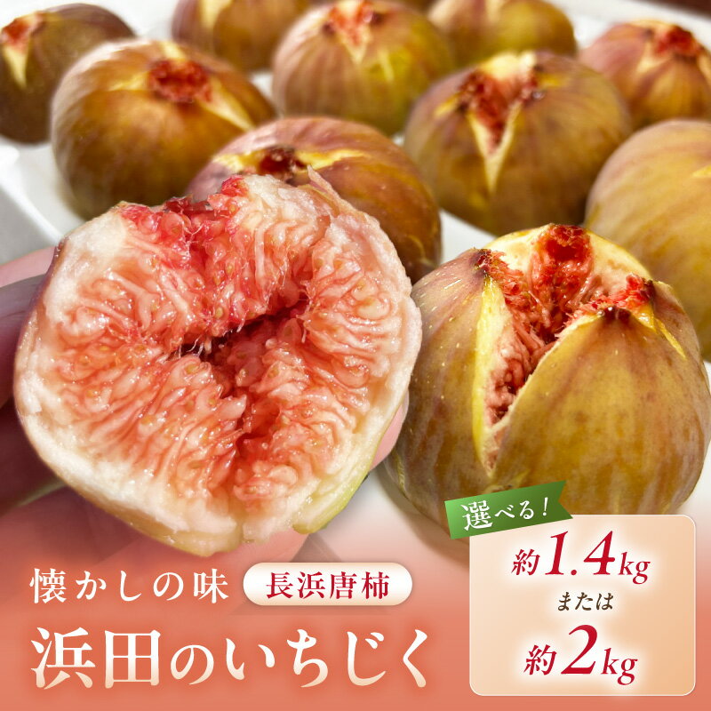 【ふるさと納税】【先行予約】浜田のいちじく懐かしの味！長浜唐柿（蓬莱柿）生食用 8月下旬から発送 【約1.4kg 約2kg】 選べる 内容量 ふるさと納税 果物 いちじく フルーツ
