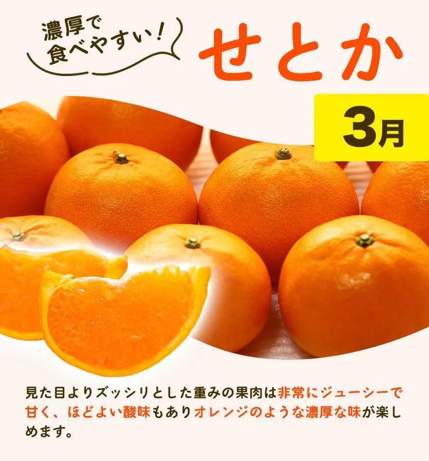 紀州 和歌山産 旬の ご家庭用 柑橘 セット (みかん 不知火 せとか 清見)【全4回】 株式会社魚鶴