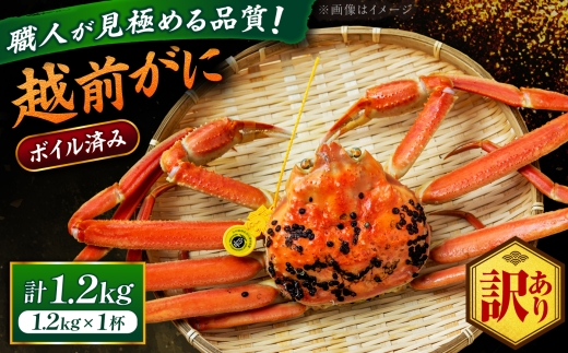 【先行予約/11月18日より順次配送】【訳あり】越前がに 1.2kg×1杯 茹で 福井県産ズワイガニ 脚折れ・欠け / かに カニ 蟹 越前ガニ ズワイガニ ボイル / 小浜市 / 一進わかさ【配送不可地域：北海道・沖縄・離島】 [BFES029]