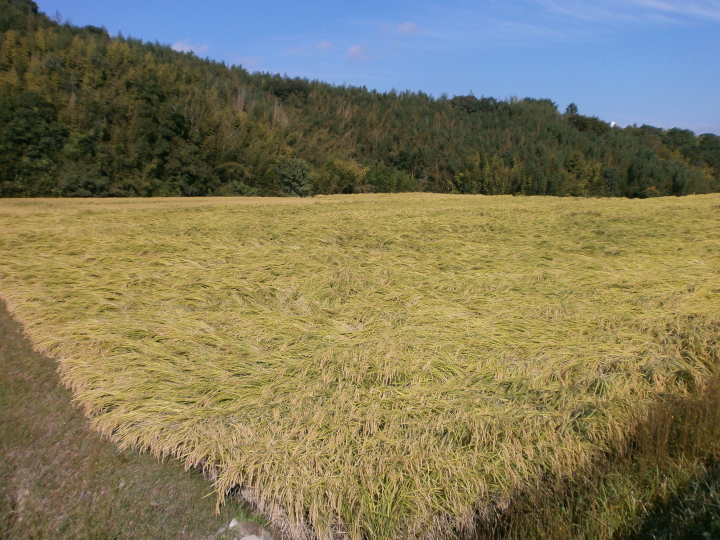 吟薫る山田錦入りビール第二弾「吟米麦酒」赤 5本セット【北海道・沖縄・離島 配送不可】