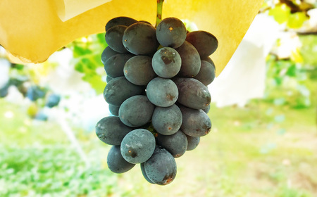 たっぷり日光を浴びたみずみずしい種無しぶどう3種セット ( シャインマスカット ＋ 旬なぶどう ) 約4kg 産地直送 フルーツ マスカット 果物 高級 ぶどう【2026年9月下旬-10月上旬順次発送