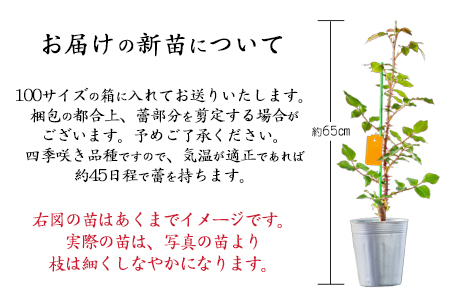 宮沢賢治が愛したバラ「グルスアンテプリッツ」新苗　＜2026年6月より随時発送＞　【2329】