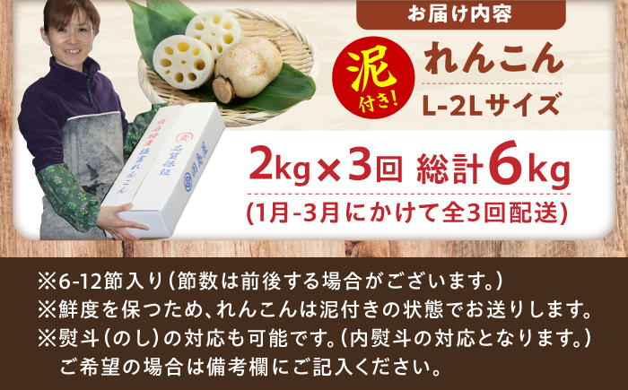 【先行予約】【全3回定期便】田島屋れんこん（泥付き） 計6kg（2kg×3回） / 蓮根 / 佐賀県 / 田島屋れんこん [41ASDA005]