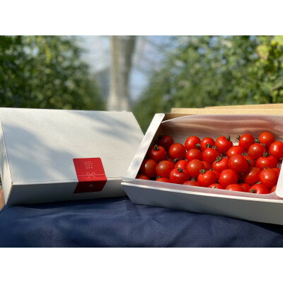 【ふるさと納税】高糖度ミニトマト1kg【1652024】