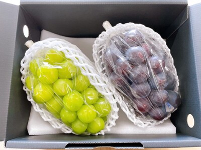 ＜25年発送先行予約＞笛吹市産　大粒ｼｬｲﾝﾏｽｶｯﾄ・藤稔セット(2房)　1.3㎏ 227-006