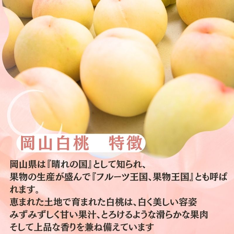 2026年先行予約 岡山県産 白桃 岡山白桃1.5kg箱 5～6玉  桃 果物 もも フレッシュ ハレノフルーツ