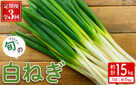 ＜定期便・全3回＞＜先行予約受付中！2025年11月上旬～2026年3月下旬発送予定＞白ねぎ(約5kg×3回・計15kg) ねぎ 白ねぎ ネギ 白ネギ 葱 旬 煮込み 炒め 生 和洋中 万能 鍋 鍋料理 【sm-DI006】【大原茂美】