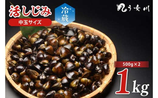 活しじみ 中玉 1kg（500ｇ×2）涸沼川 う女川【シジミ オルニチン ミネラル ビタミンB12 出汁 肝臓 味噌汁 スープ 茨城県 水戸市】（IX-108）