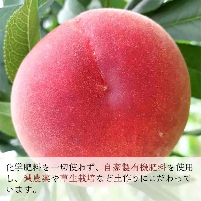 【2027年8月中旬以降より発送】旬の桃おまかせ約2kg・6～9玉（自家製有機肥料・減農薬・化学肥料無使用） 川中島白桃 黄桃 西王母 あかつき