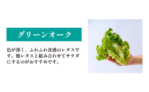<洗わず食べられる・室内水耕栽培> レタス3種詰めわせ 500g×2パック 合計1kg
