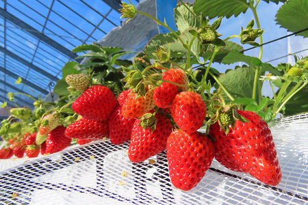 【先行予約・数量限定】紅ほっぺ 『乳酸菌入りいちごパック』 400g以上入り いちご 乳酸菌 イチゴ 苺 フルーツ 果物 くだもの 健康 パック 贈答 ギフト 茨城 国産 19-AK 【4/10～5/