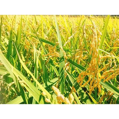 ふるさと納税 高島市 実生庵の近江米【四季風流】コシヒカリ 5kg×2袋 精米 MS84 |  | 01