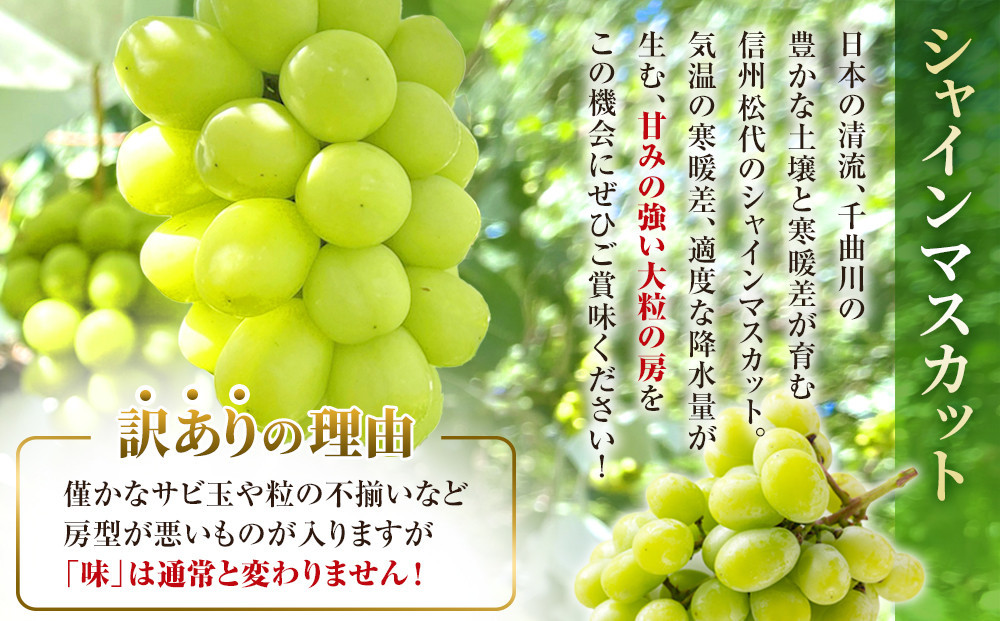 熊原果樹園　【訳あり】長野市シャインマスカット　約2kg（3房） | シャインマスカット ぶどう 葡萄 フルーツ 果物 大粒 秀品 長野市産  松代 人気 おすすめ デザート 送料無料 長野県 長野市