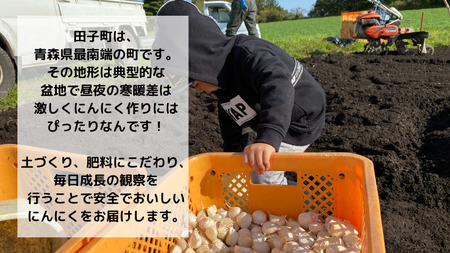 青森県田子町産 黒にんにく用バラにんにく(乾燥)  約1kg
