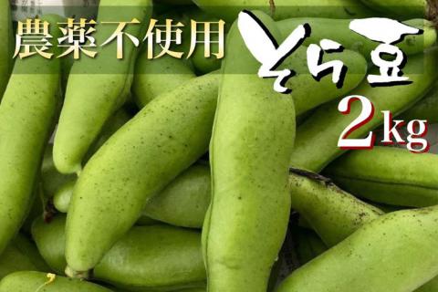 甘～い そら豆 2kg【期間限定】京都府・亀岡産 自然栽培のかたもとオーガニックファームよりお届け ※2025年4月末頃～6月初旬に順次発送予定 ※離島への配送不可