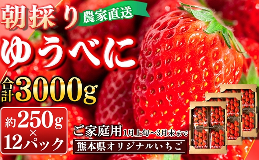 
            【先行予約】農家直送 南関町産いちご(ゆうべに) 計3kg 12パック 家庭用 1月上旬～3月末 順次発送　Sから3Lまで混在
          