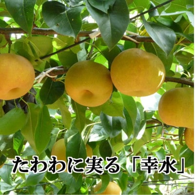 八幡浜の梨、果汁たっぷり!!「幸水」約4キロ【C39−40】【配送不可地域：離島】【1316573】