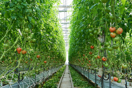 完熟トマトのトマトジュース 720mL×2本 トマト 完熟トマト トマトジュース