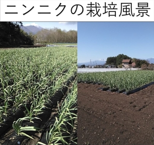 【先行予約】生ニンニク 12個 (直径5cm以上) にんにく 無農薬栽培 ホワイト 六片種 最高級 薬味〈出荷時期:2025年6月1日出荷開始～9月30日出荷終了〉【 大蒜 安心安全 長野県 佐久市 