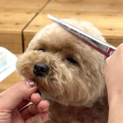 【Pet Club OCEAN】トリミングチケット(15.000円分)【1478779】