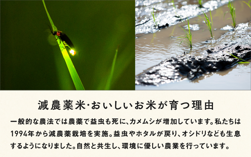 【令和6年産新米】福井県産 内農米 華越前 10kg　2024年10月以降順次発送！