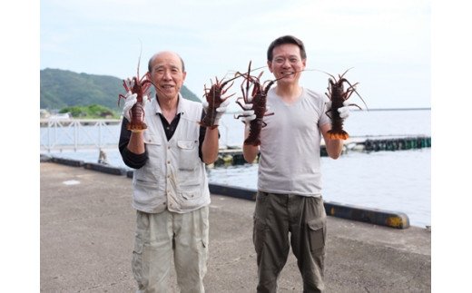 活き伊勢海老Cコース　5～6尾（約1400～1500g）　山金商店　／伊勢えび　イセエビ　伊勢志摩産